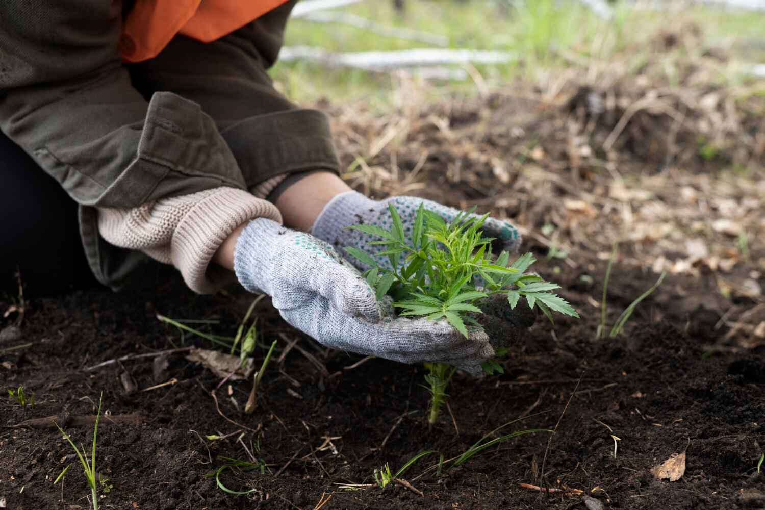 Professional Tree Service in Ingleside, TX